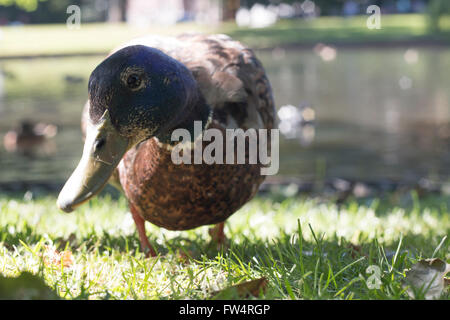 Le canard sauvage, à la recherche en appareil photo, close-up Banque D'Images