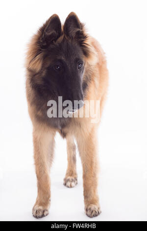 Berger Belge Tervuren dog puppy, six mois, debout, isolated on white background studio Banque D'Images