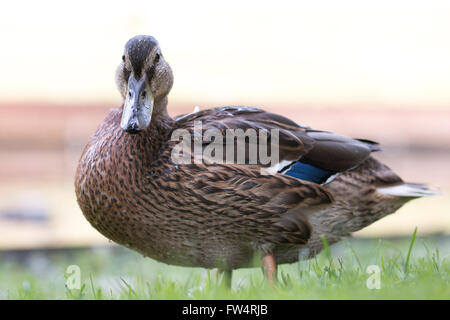 Le canard sauvage à la caméra intégrée, close-up Banque D'Images