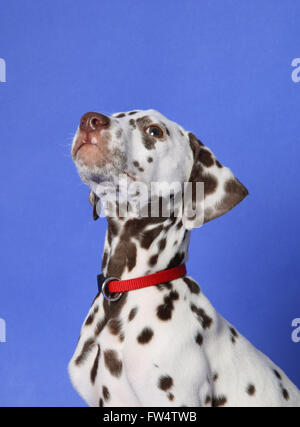 Dalmatien chiot sur fond bleu. Tourné en studio. Banque D'Images