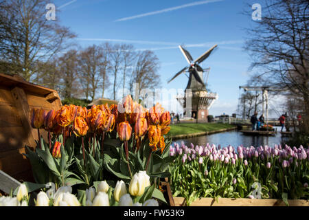 Lisse, Hollande méridionale, Pays-Bas. 30 mars 2016. Tulipes en avant du moulin. Keukenhof, la principale attraction touristique néerlandais est ouvert du 24 mars au 16 mai 2016 à Lisse, Hollande-du-Sud. Plus de 7 millions de tulipes, narcisses et jacinthes remplir plus de 32 hectares avec des pavillons avec des présentoirs spéciaux. Le thème 2016 est "l'âge d'Or', la période au cours de laquelle les Pays-Bas sont passés par fois florissante en termes de commerce, des arts et des sciences ; l'ère les Néerlandais ont découvert le monde et le commerce des tulipes a prospéré. Banque D'Images