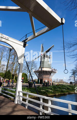Lisse, Hollande méridionale, Pays-Bas. 30 mars 2016. Moulin à vent hollandais. Keukenhof, la principale attraction touristique néerlandais est ouvert du 24 mars au 16 mai 2016 à Lisse, Hollande-du-Sud. Plus de 7 millions de tulipes, narcisses et jacinthes remplir plus de 32 hectares avec des pavillons avec des présentoirs spéciaux. Le thème 2016 est "l'âge d'Or', la période au cours de laquelle les Pays-Bas sont passés par fois florissante en termes de commerce, des arts et des sciences ; l'ère les Néerlandais ont découvert le monde et le commerce des tulipes a prospéré. Banque D'Images