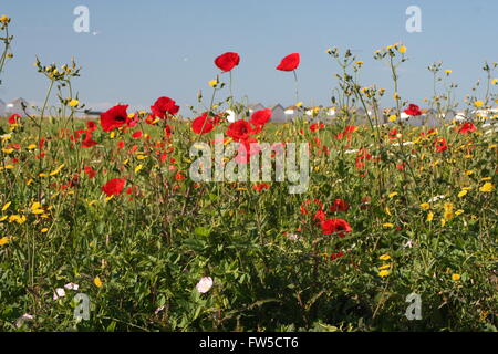 Les coquelicots au bord de la mer Banque D'Images