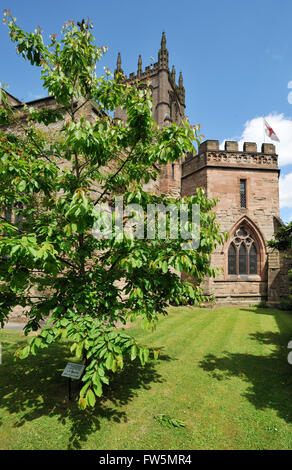 L'église St Laurence, Ludlow, Shropshire, avec cerise arbre planté par la société Houseman en mémoire d'Alfred Edward Housman Houseman, UN E, (1859-1936), poète et auteur d'un Shropshire Lad, enterré près de la porte nord. Ses cendres ont été dispersées dans le cimetière. Banque D'Images