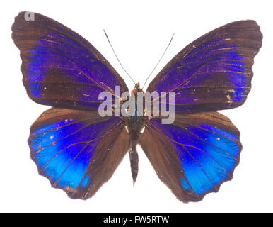 Papillon Bleu morpho adonis Banque D'Images