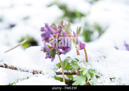 Hollowroot violet printemps (corydalis) Fleur couverte de neige Banque D'Images