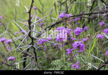 Verveine sauvage fleurs violettes et des épines d'acacia Banque D'Images