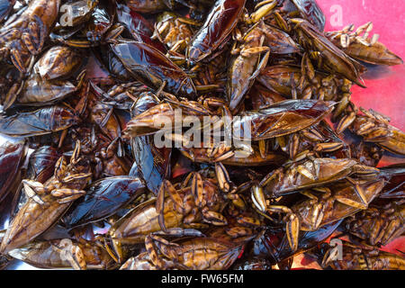 Mangda, Fried water bugs (Lethocerus indicus) sur un marché, les insectes comestibles, de la cuisine thaïlandaise, spécialité, Thaïlande Banque D'Images