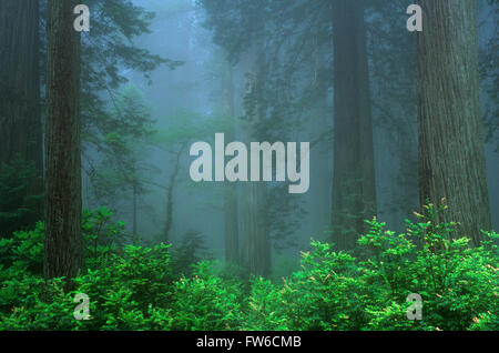 Redwood Forest dans le brouillard, Humboldt Redwoods State Park, Californie, États-Unis. Banque D'Images