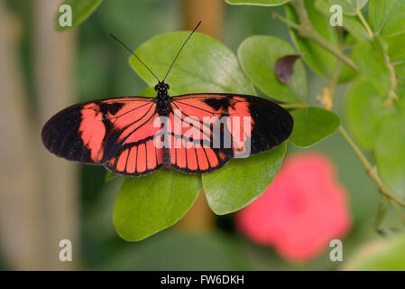 Genre Heliconius papillon sur feuille et vu de dessus Banque D'Images