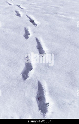 Traces sur la neige. Banque D'Images