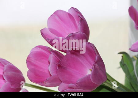 Tulipes violet clair rétro-éclairé par une fenêtre en verre Banque D'Images