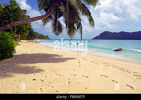 Palmen und am Strand Anse Boudin, Insel Praslin, Seychellen Banque D'Images