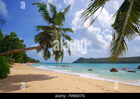 Palmen und am Strand Anse Boudin, Insel Praslin, Seychellen Banque D'Images