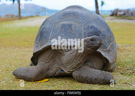 (Geochelone gigantea) Aldabra-Riesenschildkroeten endemisch, Insel, curieuse, Seychellen Banque D'Images