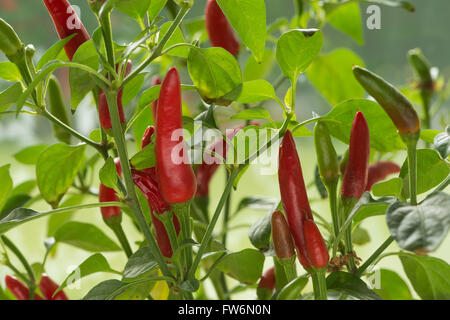 Bright Red Hot Chili Peppers maturation très chaude pour la cuisson des repas de curry piment Capsicum annuum Banque D'Images