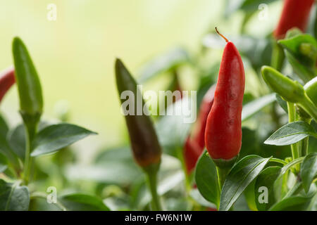 Bright Red Hot Chili Peppers maturation très chaude pour la cuisson des repas de curry piment Capsicum annuum Banque D'Images