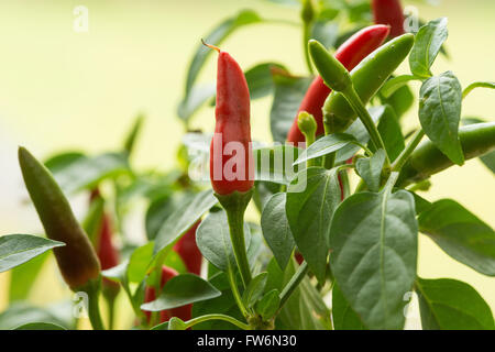 Bright Red Hot Chili Peppers maturation très chaude pour la cuisson des repas de curry piment Capsicum annuum Banque D'Images