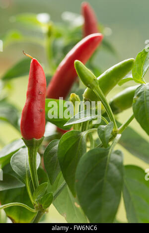 Bright Red Hot Chili Peppers maturation très chaude pour la cuisson des repas de curry piment Capsicum annuum Banque D'Images
