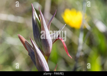 Une langue Orchid au Portugal Banque D'Images