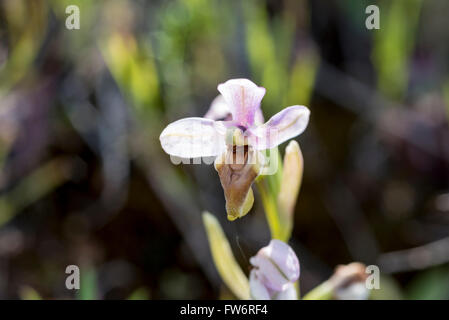 Une orchidée tenthrède au Portugal Banque D'Images