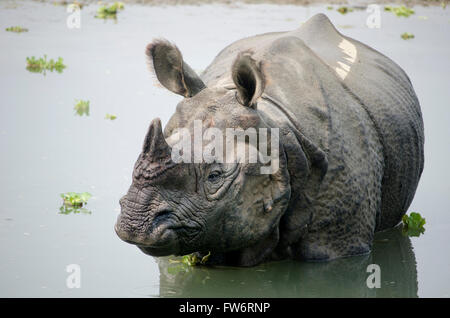 Un rhinocéros unicornes à Chitwan le parc Nation au Népal Banque D'Images