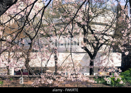 Extérieur du Musée Guggenheim au printemps vu de Central Park, NYC Banque D'Images