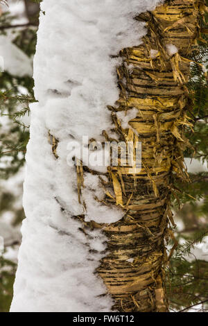 Le bouleau jaune, Betula alleghaniensis, avec de la neige soufflée par le vent s'accrocher à l'écorce de déroulage, Hiawatha National Forest, Michigan, USA Banque D'Images