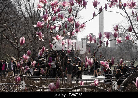 Arbres en fleurs à l'Alice au Pays des Merveilles Statue, Central Park, NYC, USA Banque D'Images