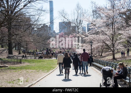 Arbres de printemps avec fleurs dans Central Park, NYC Banque D'Images