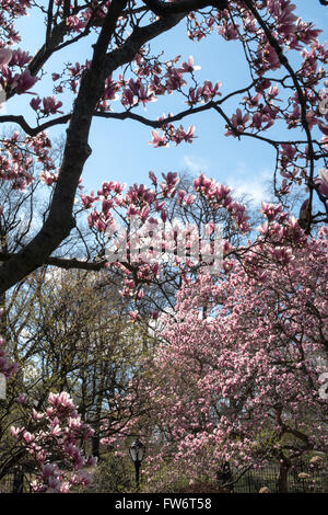 Arbres de printemps avec fleurs dans Central Park, NYC Banque D'Images