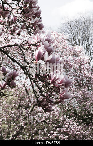 Arbres de printemps avec fleurs dans Central Park, NYC Banque D'Images