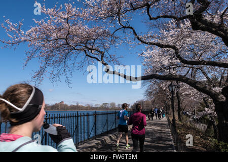 Le réservoir de jogging, de Central Park au printemps, NEW YORK, USA Banque D'Images