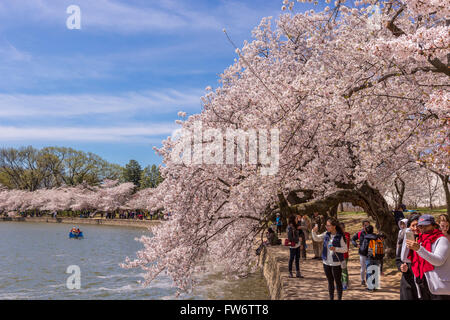 WASHINGTON, DC, USA - Les gens profiter des cerisiers en fleurs au bassin de marée. Banque D'Images