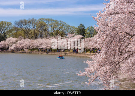 WASHINGTON, DC, USA - Les gens profiter des cerisiers en fleurs au bassin de marée. Banque D'Images