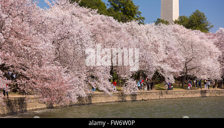 WASHINGTON, DC, USA - Les gens profiter des cerisiers en fleurs au bassin de marée. Banque D'Images