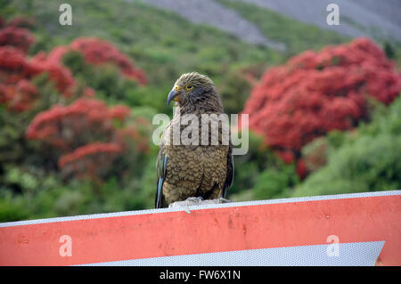 Un perroquet alpin, le Kea, Nestor notabilis, reposant sur une manière donner signe à Arthur's Pass National Park Banque D'Images