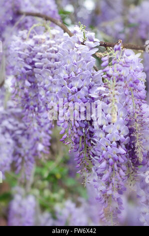 Les fleurs de glycine au printemps Banque D'Images