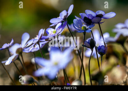 Hepatica nobilis plante, Kidneywort Liverleaf, hépatique ou pleine floraison Banque D'Images