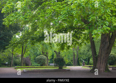 Köln, (Hindenburgpark Neustadt-Süd, Friedenspark), Alte Bäume Banque D'Images