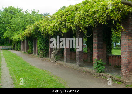 Köln, (Hindenburgpark Neustadt-Süd, Friedenspark), Glyzinienpergola Banque D'Images