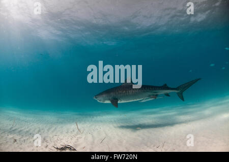 Un requin tigre avec marquages vives nageant dans un océan bleu clair, Banque D'Images