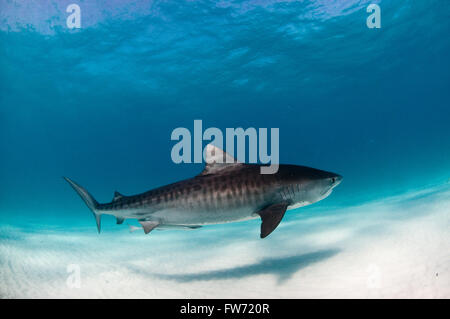 Un requin tigre natation calmement avec un poisson remora dans l'eau claire Banque D'Images
