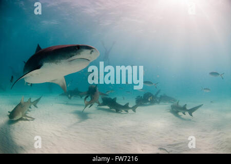 Un curieux tiger shark piscine par un groupe de plongeurs et les requins appâtés sur une plongée. Banque D'Images