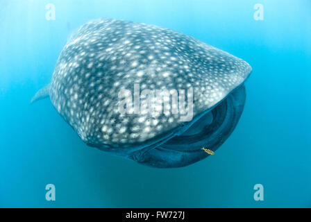 D'un grand angle Rhincodon typus natation gracieusement passé avec un petit poisson jaune accompagnant Banque D'Images