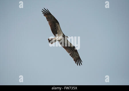 Le balbuzard pêcheur (Pandion haliaetus) - également appelé fish eagle, Sea Hawk, rivière Hawk et le poisson faucon, Inde Banque D'Images