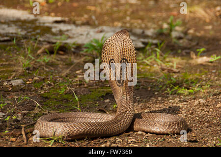 L'Indien (Naja naja) également connu sous le nom de cobra à lunettes, asiatique ou binocellate cobra cobra, Inde Banque D'Images