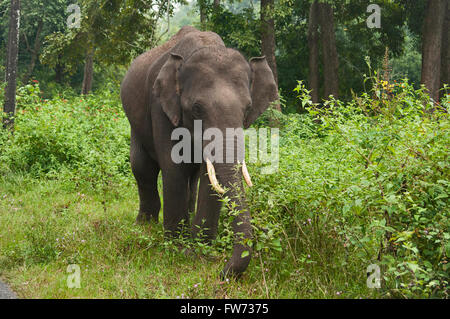 L'éléphant d'Asie ou d'Asie (Elephas maximus) mâle. , Inde Banque D'Images