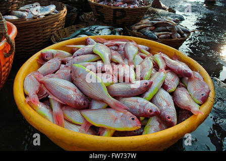 Le poisson, le vivaneau détenus pour la vente dans le marché aux poissons, harney village, konkan, Inde Banque D'Images