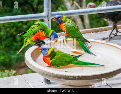 Echelle de Rainbow loriquets verts Banque D'Images